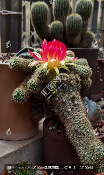仙人掌開(kāi)花