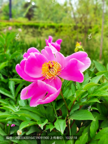 粉色芍藥