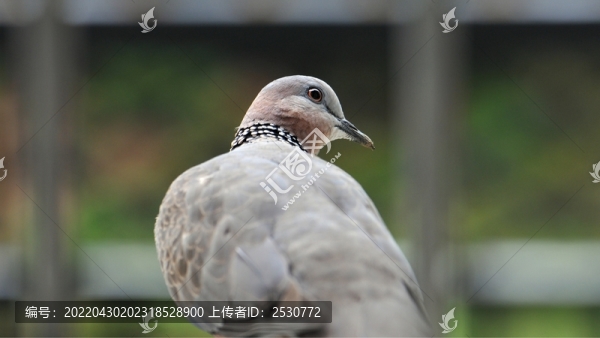 斑鳩