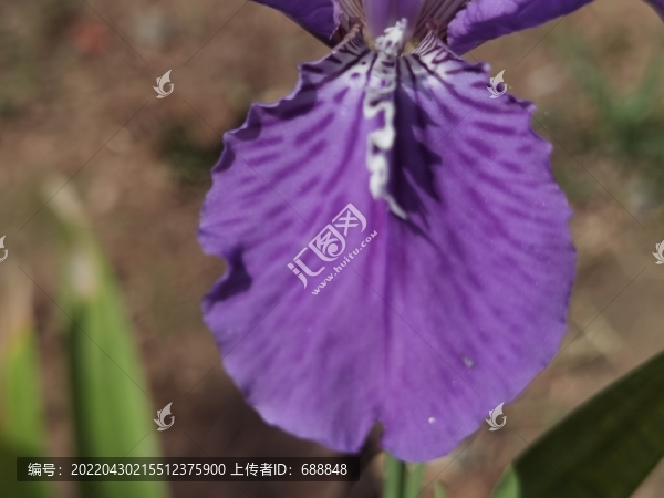 鳶尾花