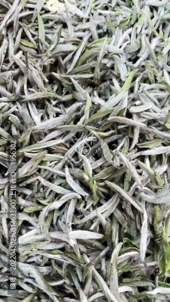 白毫銀針茶葉特寫