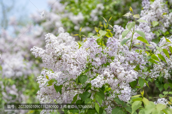 丁香花