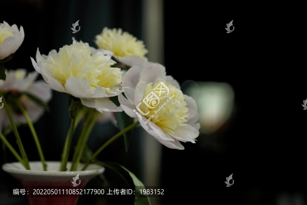 芍藥花