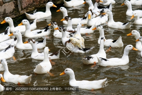 土鴨