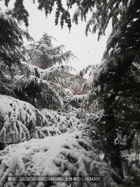 雪松建筑
