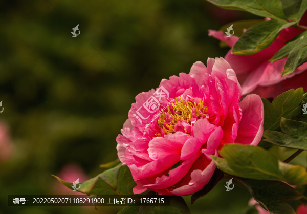 中國山西太原市永祚寺牡丹