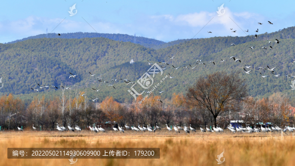 西部鳥群