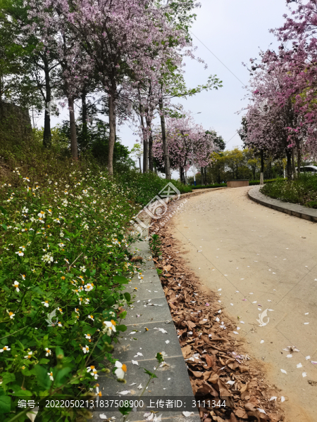 洋紫荊花小路