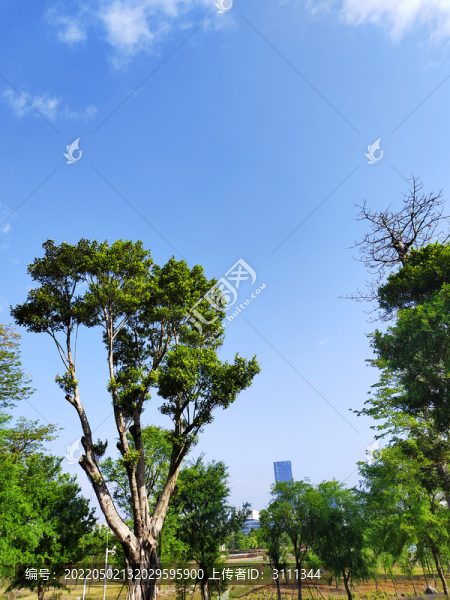 藍天綠樹