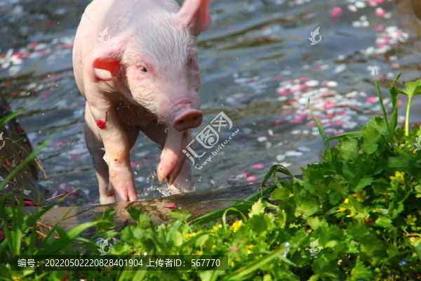 小豬游泳