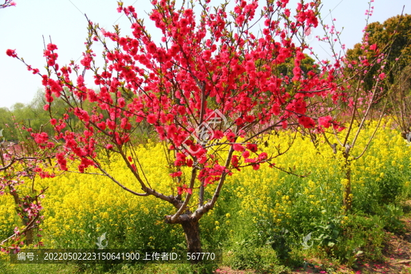 桃花