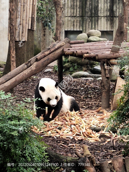 熊貓