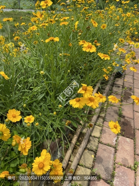 黃色小菊花
