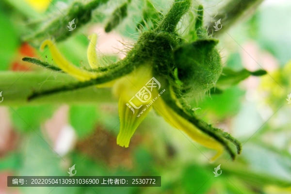 番茄