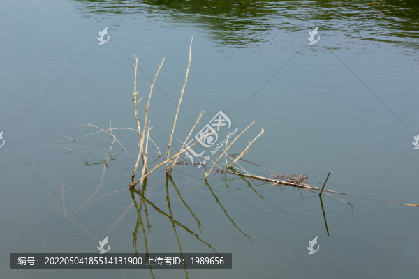 湖里的枯枝