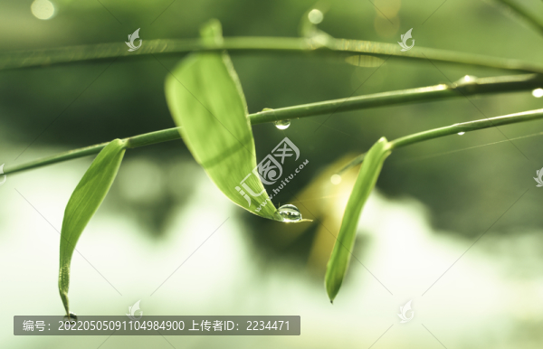 竹枝