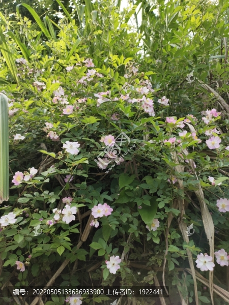 粉色薔薇花