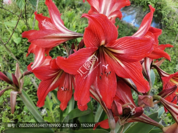 柱頂紅