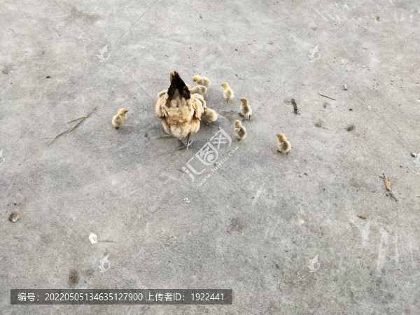 母雞與小雞在吃食