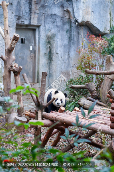 熊貓