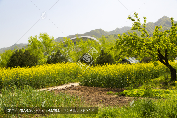 秦嶺山