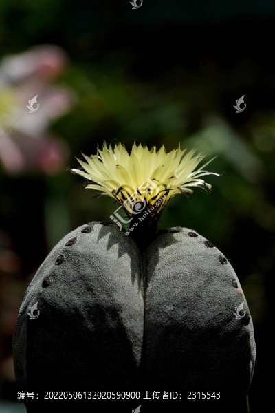 仙人球開花