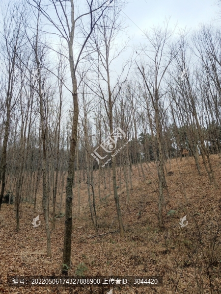 麻櫟樹林