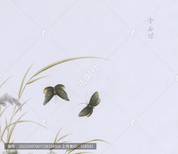 金谷蝶蟲草國畫小品