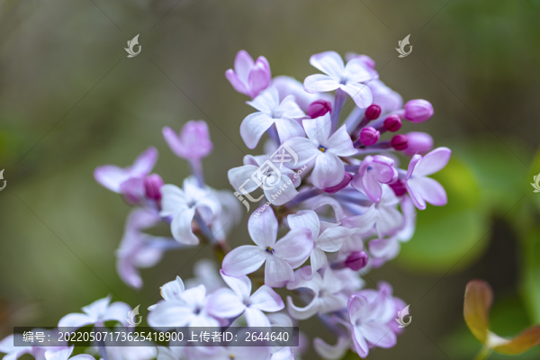丁香花