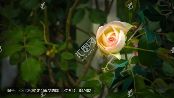 月季花開