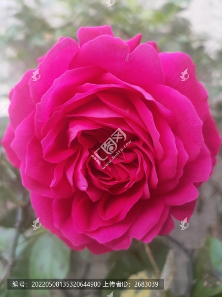 玫瑰花特寫