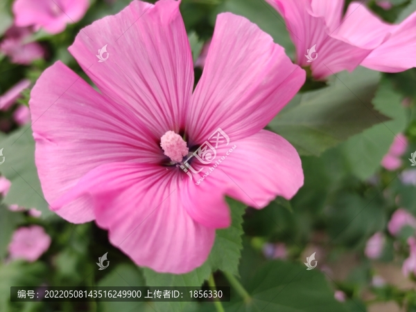 三月花葵
