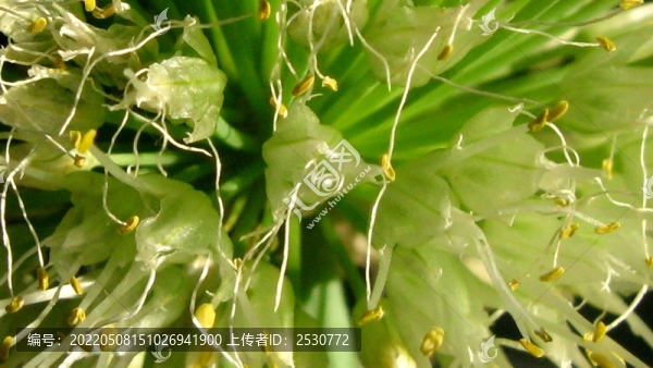 蔥花