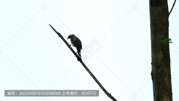 白頭鵯