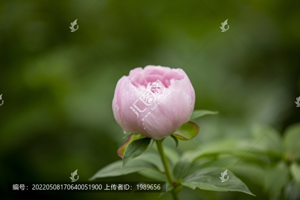 粉色芍藥