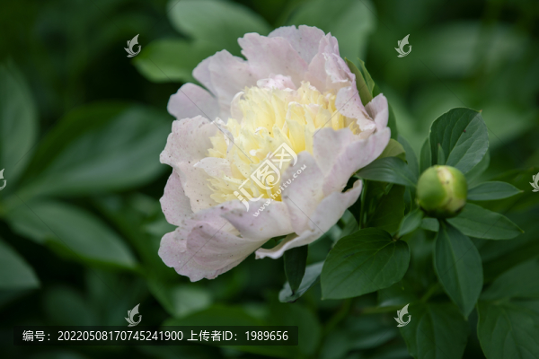 粉色芍藥