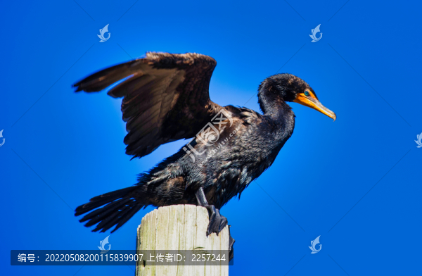 鸕鶿與水鳥
