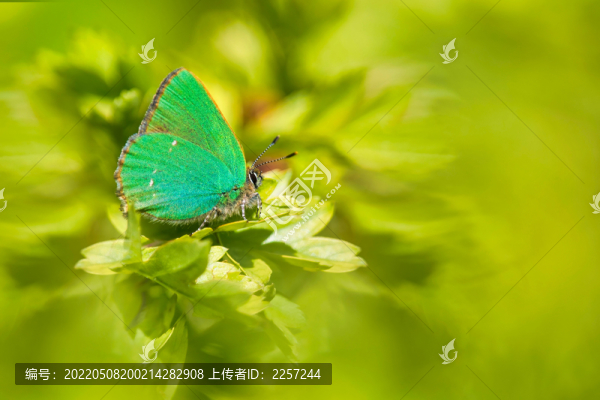 灰蝶