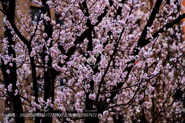 花卉