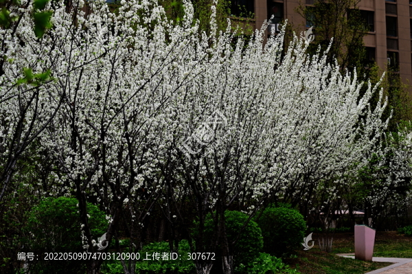 花卉
