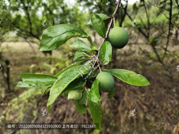 一枝李樹果實(shí)