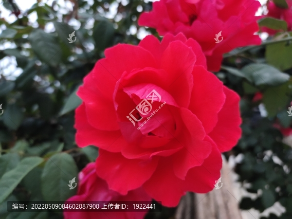 紅色月季花