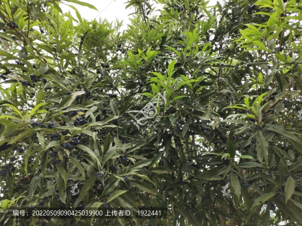 桂花樹上的桂子