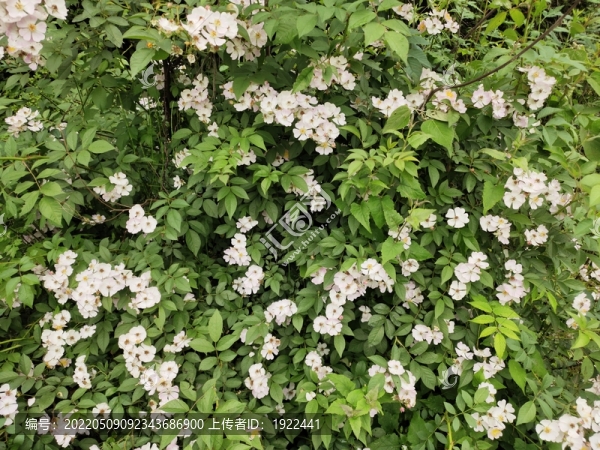 粉色刺團(tuán)花背景