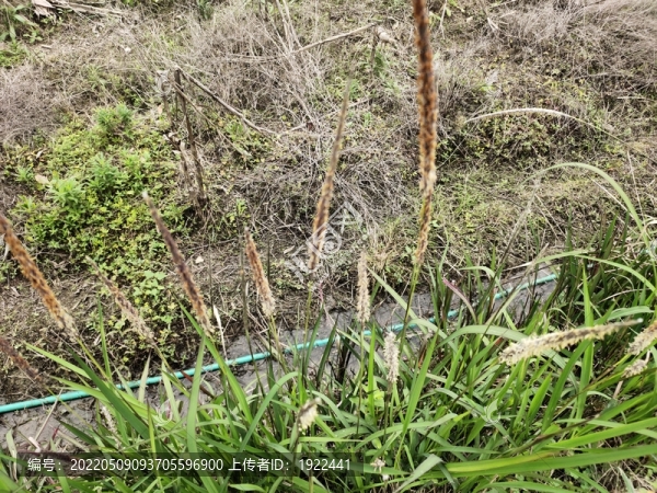 戶(hù)外茅草花