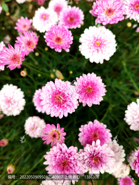 雛菊
