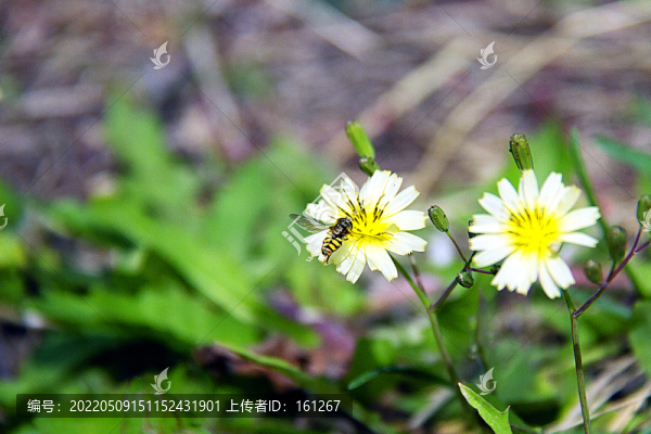 蜜蜂采蜜