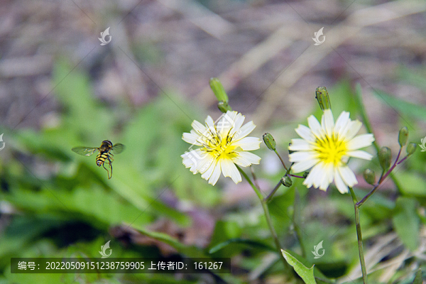 蜜蜂采蜜