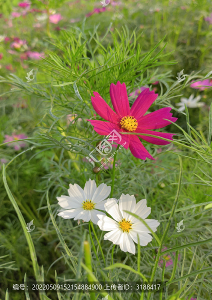 波斯菊