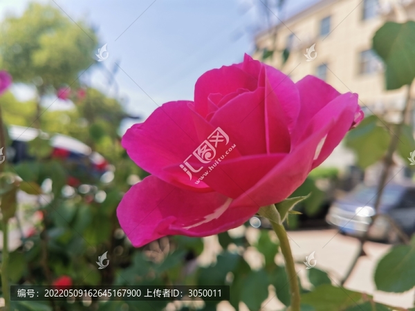 玫紅色玫瑰花